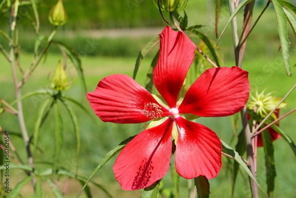 Fototapeta ハイビスカス