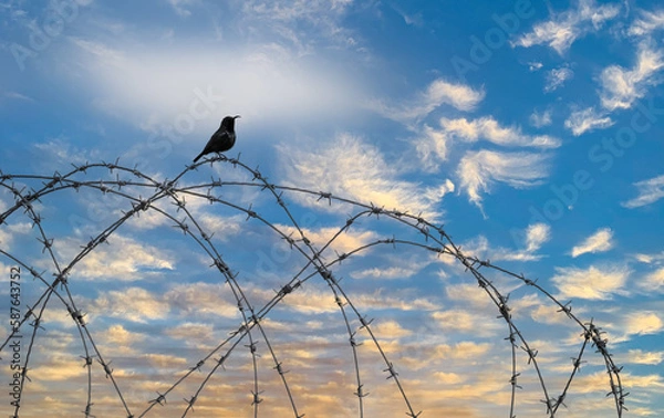 Fototapeta a bird on a barbwire