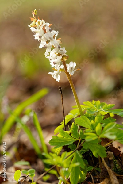 Obraz Hohle Lerchensporn, Corydalis cava, Hohlknolliger Lerchensporn