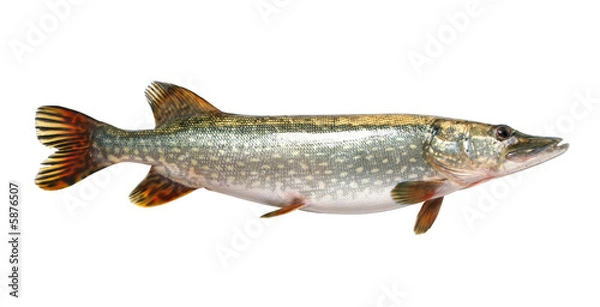 Obraz Big Pike isolated over white