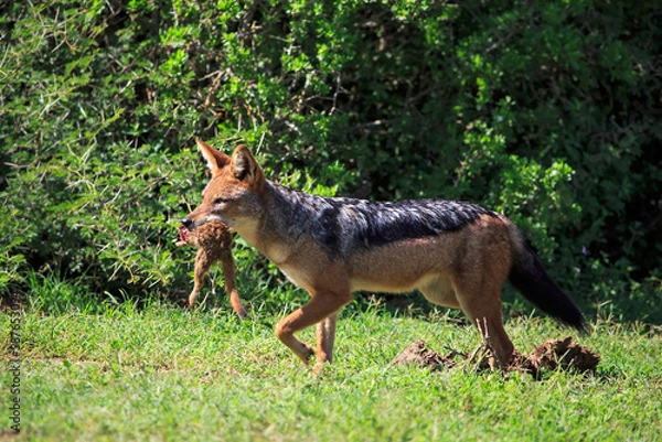 Obraz Black backed jackal with Mongoose