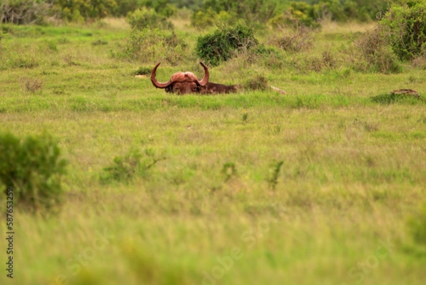 Obraz Hidden bathing buffalo