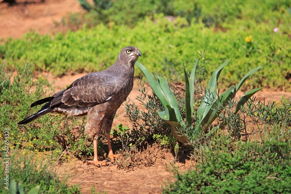 Obraz Juvenile Jackal Buzzard
