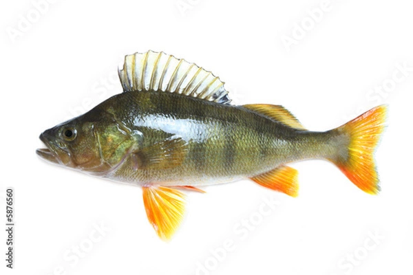 Obraz Big Perch isolated over white