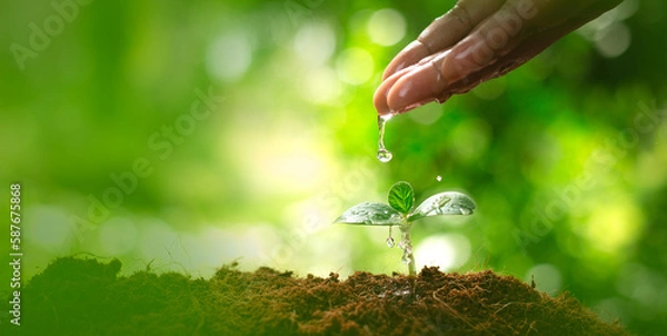 Fototapeta Environment day concept. Drop water on hand for growing tree. Protect the environment. Renewable energy for future. Global warming concept. Sustainable resources background for web banner.