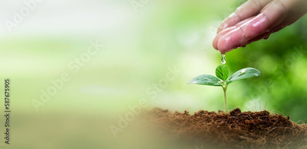 Fototapeta Environment day concept. Drop water on hand for growing tree. Protect the environment. Renewable energy for future. Global warming concept. Sustainable resources background for web banner.