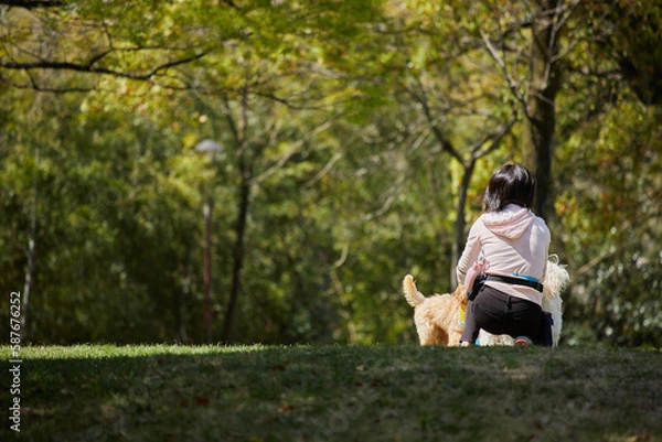 Fototapeta 公園で犬を連れて散歩している女性の後ろ姿