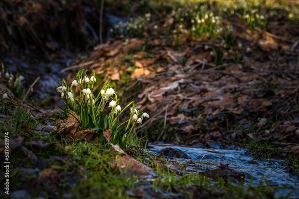Fototapeta Blooming Spring Snowflake flowers in a spring forest at springtime. 