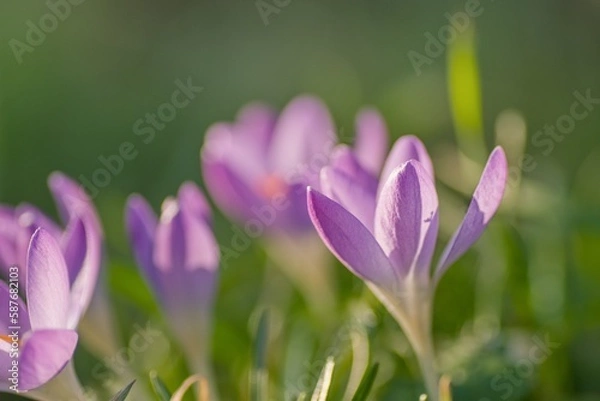 Obraz Spring time light purple crocus flowers