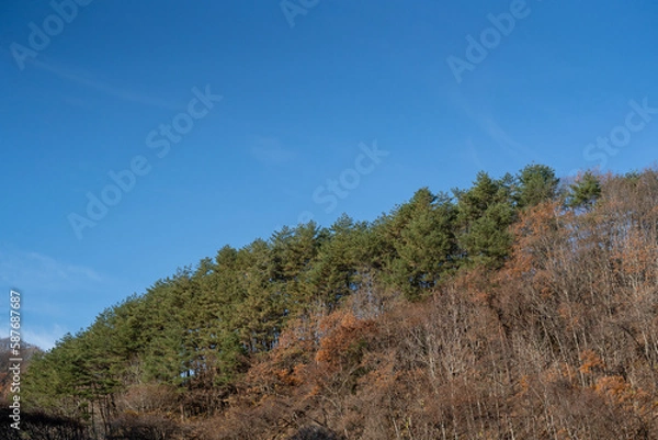 Obraz あまちゃん街道から晩秋の空を見上げる