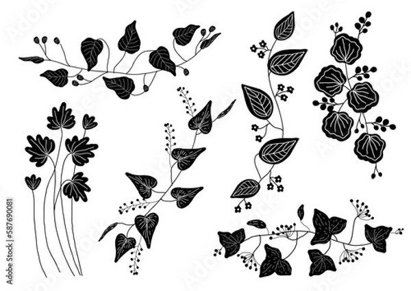 Obraz 蔓植物 ボタニカル モノクロ 素材