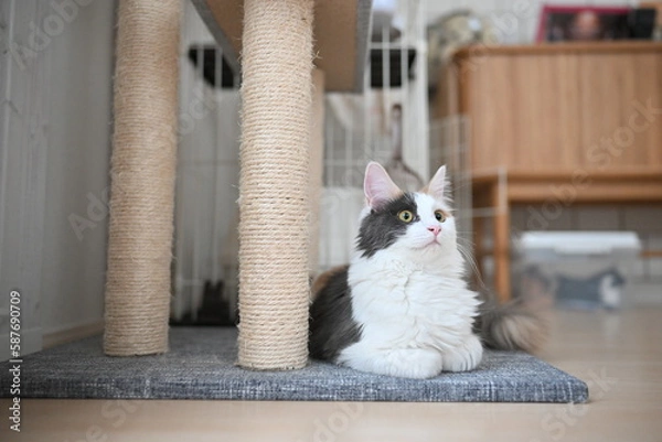 Obraz 香箱座りする猫（メインクーン）