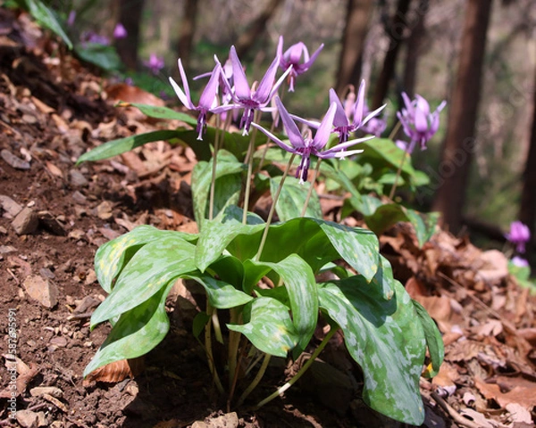 Fototapeta カタクリ