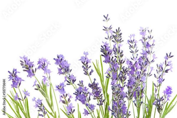 Obraz lavender  isolated on white background