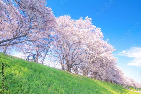 Fototapeta 桜並木 blooming tree