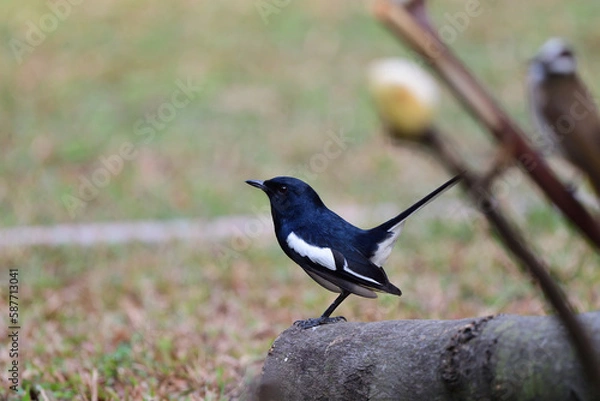 Obraz Oriental Magpie Robin
