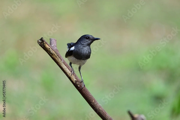 Obraz Oriental Magpie Robin