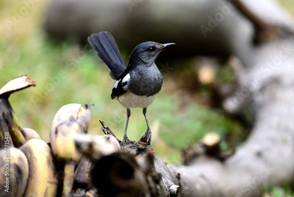 Obraz Oriental Magpie Robin