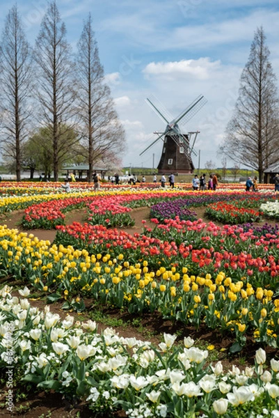 Obraz あけぼの山農業公園・春・チューリップ