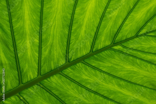 Fototapeta close up of leaf