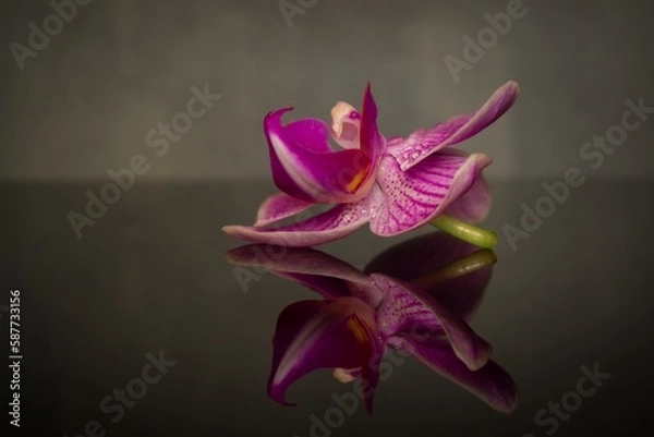 Obraz orchid flower mirrored on a dark background