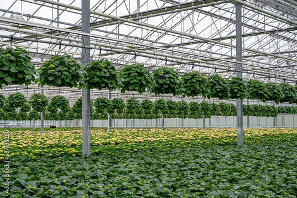 Fototapeta greenhouse with hydrangea plants 