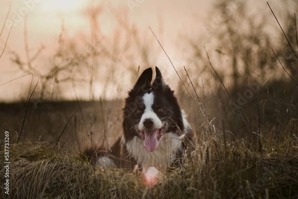 Obraz border collie dog shot at sunset