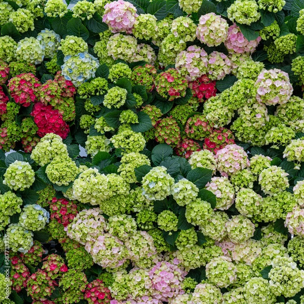 Fototapeta hydrangea flowering