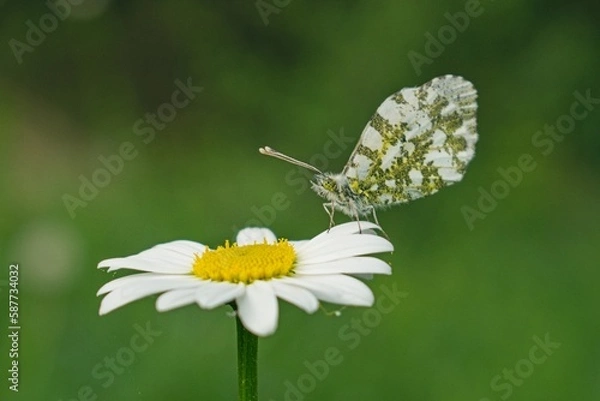 Obraz meadow white butterfly on a daisy