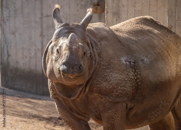 Obraz Close-up of an old rhinoceros looking straight ahead. 
