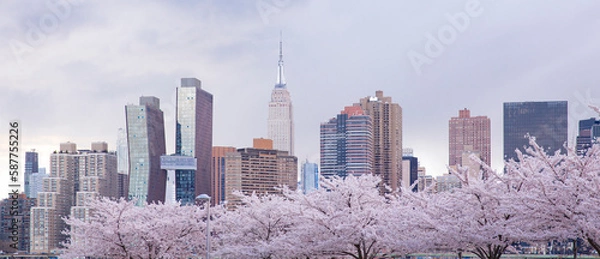 Fototapeta Beautiful view of Cherry blossom with Manhattan buildings at the background. View from Long island city at New York city.