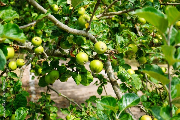 Fototapeta Close up of green apples growing in a apple tree   