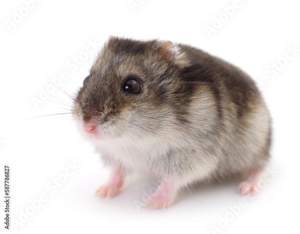 Obraz Small domestic hamster.