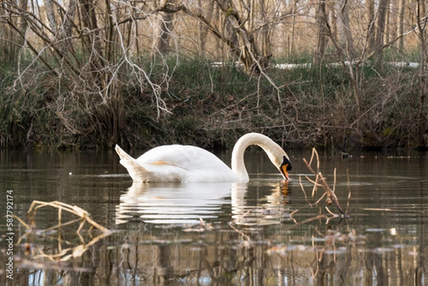 Obraz Schwan auf dem Waldsee