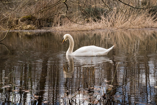 Obraz forest lake swan