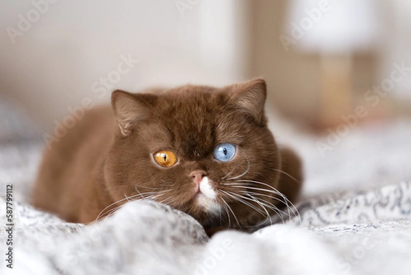Fototapeta Traumhaft schöne und edle Britisch Kurzhaar Katze in cinnamon Odd eyed