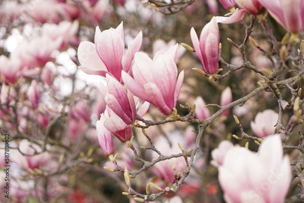 Obraz Beautiful magnolia tree flowers