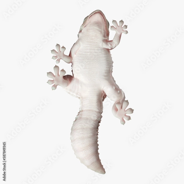 Obraz Gecko Reptile 3D CGI Render