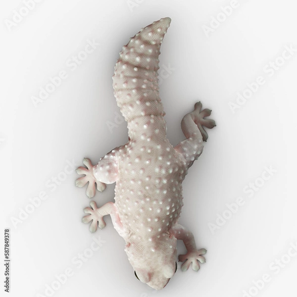 Obraz Gecko Reptile 3D CGI Render
