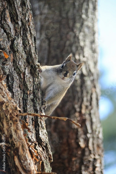 Fototapeta gray squirrel