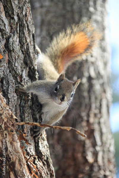 Fototapeta squirrel