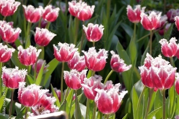 Fototapeta Purple tulips (Tulip San Stefano) bloom under sunshine in the garden.  Its a  tulip with dark pink petals with a white fringed edge. 