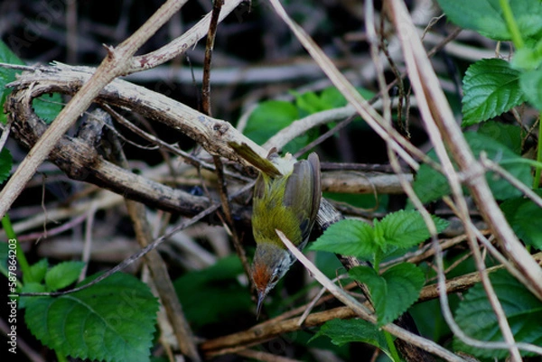 Fototapeta Green grey tailorbird looking down, dorsal parts visible, inside bush