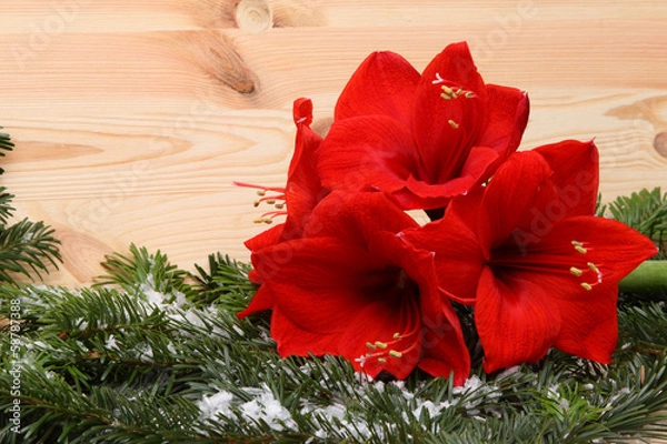 Obraz Weihnachtsblume