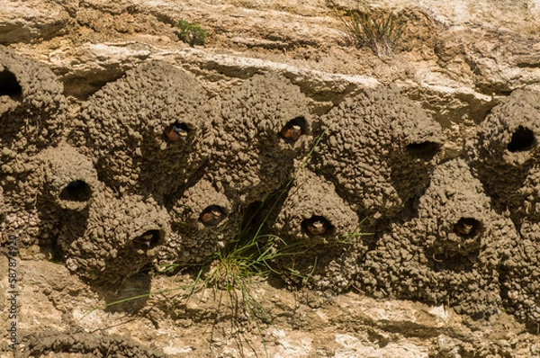 Fototapeta Cliff Swallow Mud nests