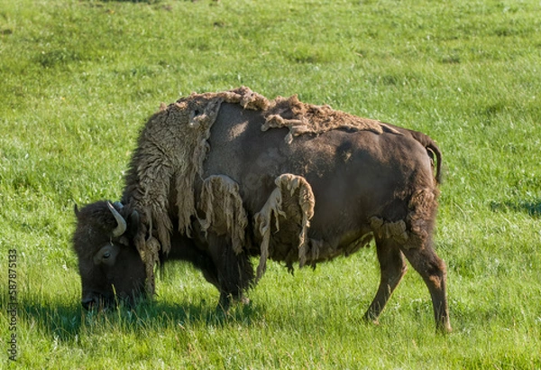 Fototapeta Bison molting