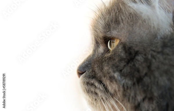 Fototapeta Gray Cat Profile