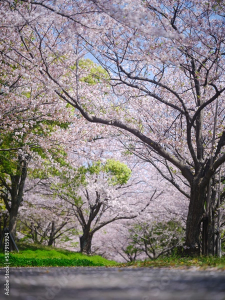 Fototapeta 桜のある風景