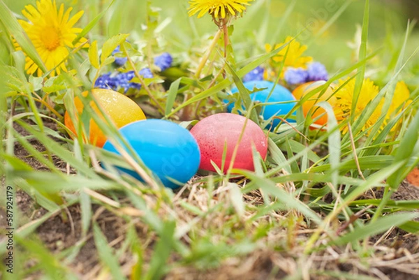 Fototapeta colorful Easter eggs lie in the grass
