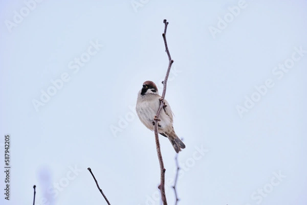 Obraz sparrow sits on a branch